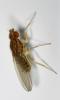 Drosophila busckii